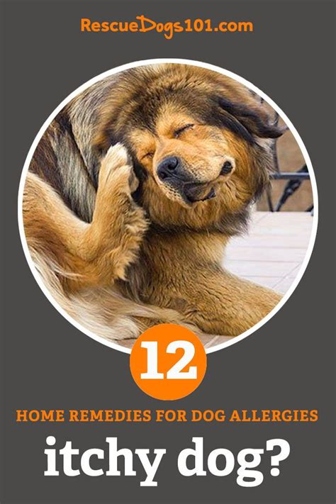 The ultimate guide to home remedies for dog allergies – Artofit