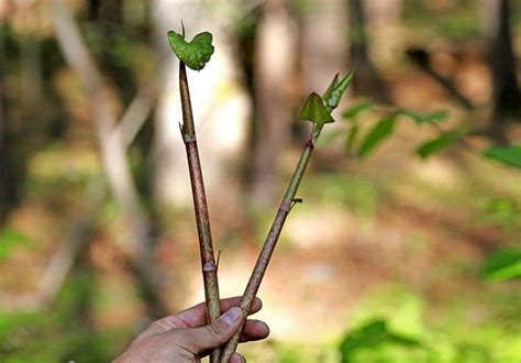 Japanese Knotweed Treatment 6 Easy Ways To Treat Japanese Knotweed