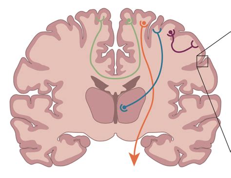 Cerebrum Diagram | Quizlet