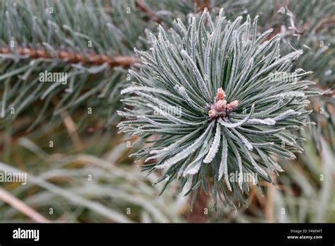 Coniferous Hi Res Stock Photography And Images Alamy