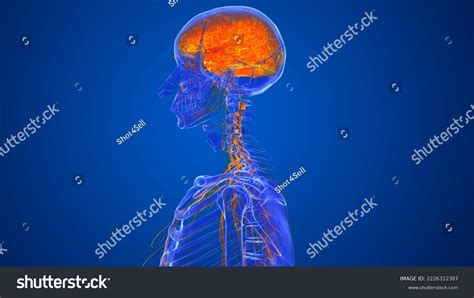 Human Skull Brain Anatomy D Illustration Stock Illustration