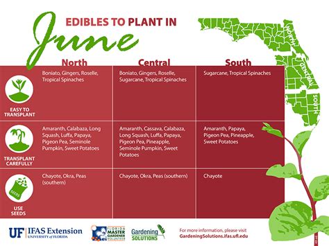 Vegetables To Plant In June Gardening Solutions University Of