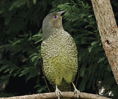 Bowerbirds | Native animals | Environment and Heritage