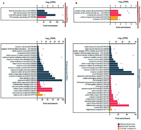 Gene Ontology GO Enrichment Analysis Of Differentially Expressed