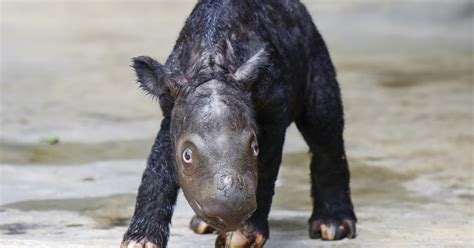 Un pui de rinocer de Sumatra o specie din care au mai rămas doar