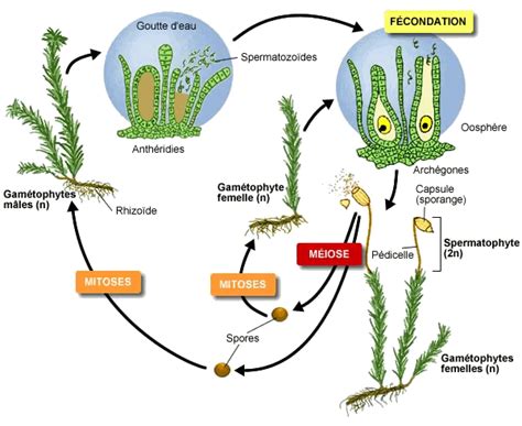 Bryophytes Mosses