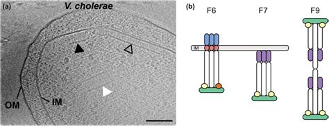 Ultrastructure Of Chemosensory Systems In The V Cholerae Cell A The