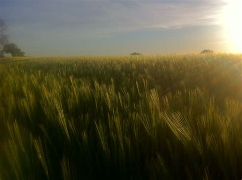 A field of barley · Nature · swinny.net