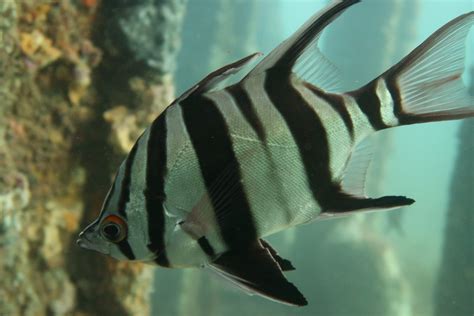 5 Black And White Fish You Can See In South Australian Waters Good Living