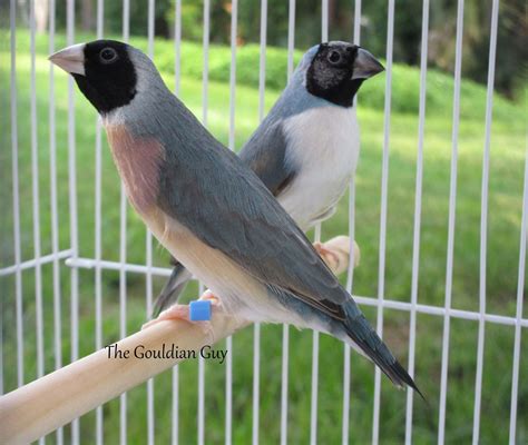 Blue Back Lady Gouldian Finch The Gouldian Guy Gouldian Finches For