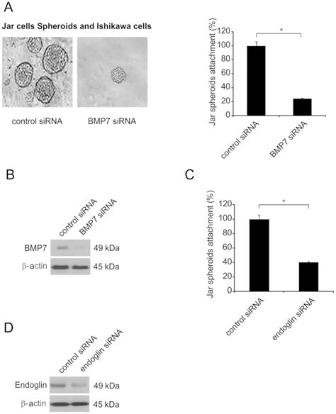 Bmp Coordinates Endometrial Epithelial Cell Receptivity For Blastocyst