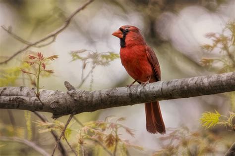 Northern Cardinal Wallpaper,HD Birds Wallpapers,4k Wallpapers,Images,Backgrounds,Photos and Pictures