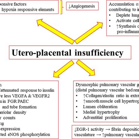 Mechanisms And Mediators In Utero Placental Insufficiency Affecting