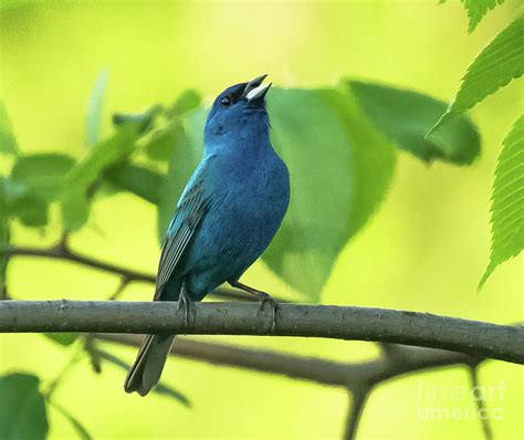 Indigo Bunting Singing Photograph By Libby Lord Fine Art America