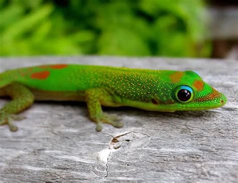 15 Types of Geckos: Species, Facts and Photos