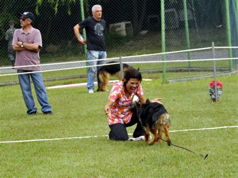 G Copa Do Mundo Em Campinas Elege Os Melhores Da Ra A Pastor Alem O