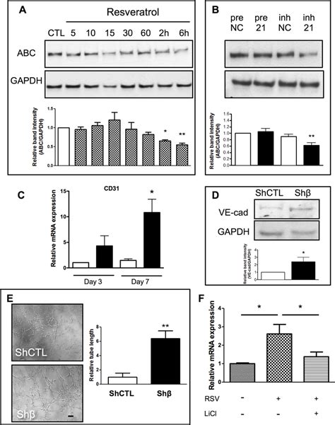 Inhibition Of Catenin By Resveratrol And Inh Enhances Endothelial