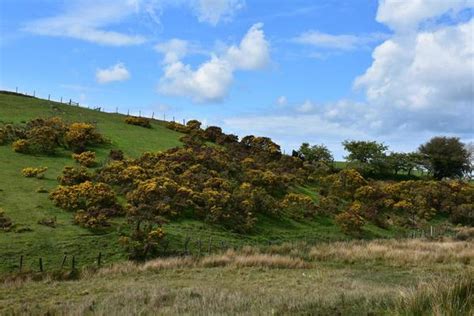 Gorse Stock Photos, Images and Backgrounds for Free Download