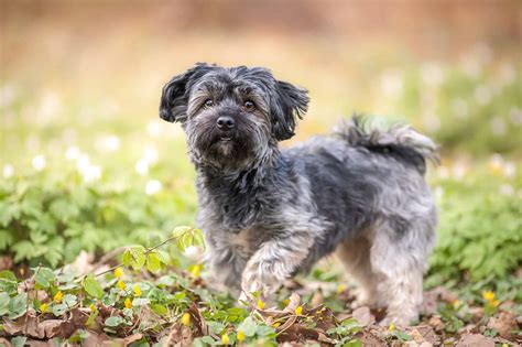 Havanese Grooming Guide: 4 Tips for a Healthy and Beautiful Coat - A-Z ...