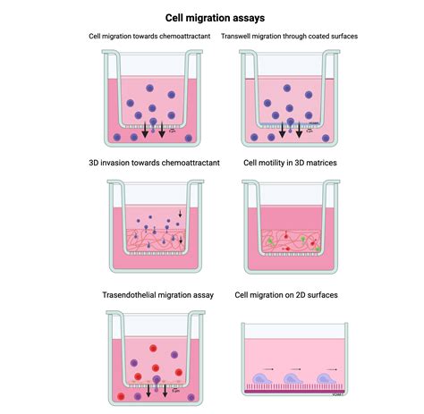 Cell Migration Assays Biorender Science Templates