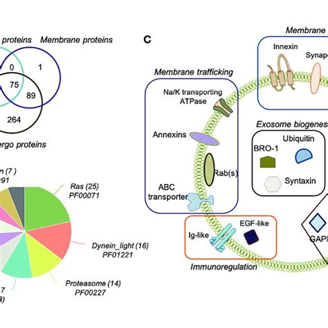 Proteomic Analysis Of Opisthorchis Viverrini 120k Extracellular