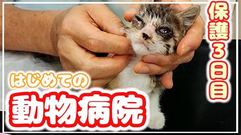 【野良猫保護】子猫を保護してはじめての病院に連れて行きました Youtube