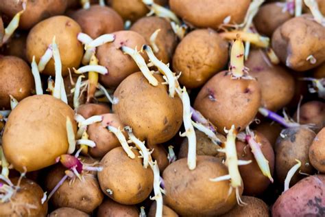 Growing Potatoes In A Tub Back Gardener