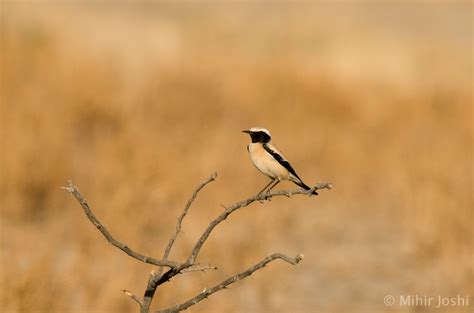 Desert Wheatear