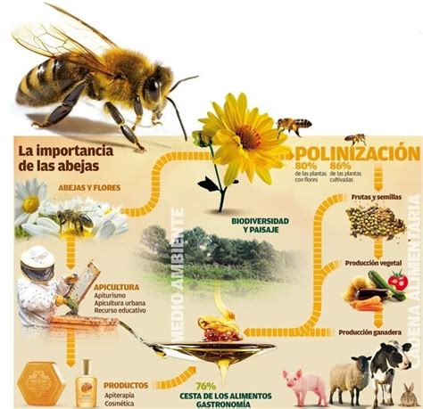 Día Mundial De La Abeja Por Qué Es Un Insecto Tan Importante En El Planeta Tierra Weekend