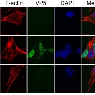 VP5 Influences The Depolymerization Of F Actin Following HSV 1