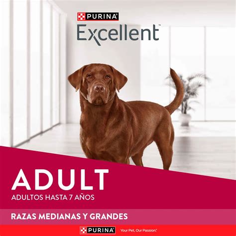 Excellent Adultos Razas Medianas Y Grandes