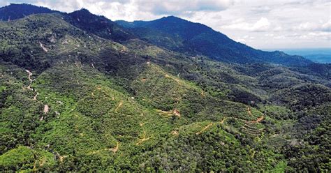 Projek Musang King Di Gunung Inas Tiada Unsur Penyelewengan Harian Metro