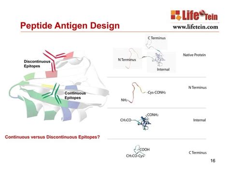 Custom peptide synthesis services