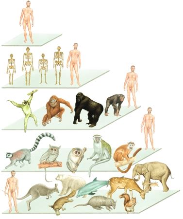 Antropologia In Enciclopedia Dei Ragazzi Treccani