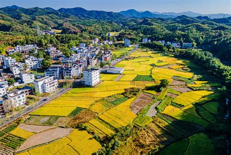 江西赣州：美丽乡村晚稻黄 金秋时节景如画 荔枝网图片