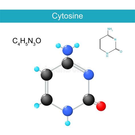 Cytosine stock illustration. Illustration of pair, base - 3683090