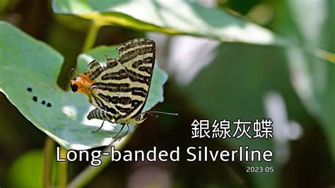 銀線灰蝶 Long banded Silverline 2023 05 YouTube