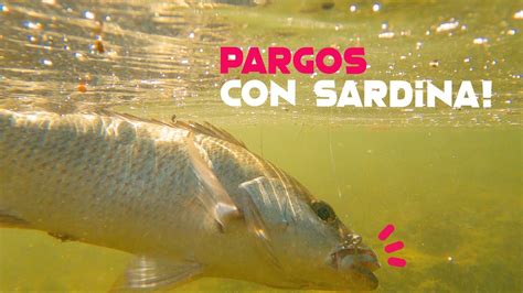 Pesca De Pargos Desde Orilla Pesca De Pargos Con Sardina Youtube