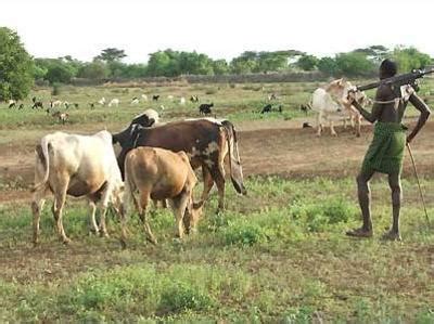 Farmer Herder Conflict Highlights Arable Land Battle In Nigeria