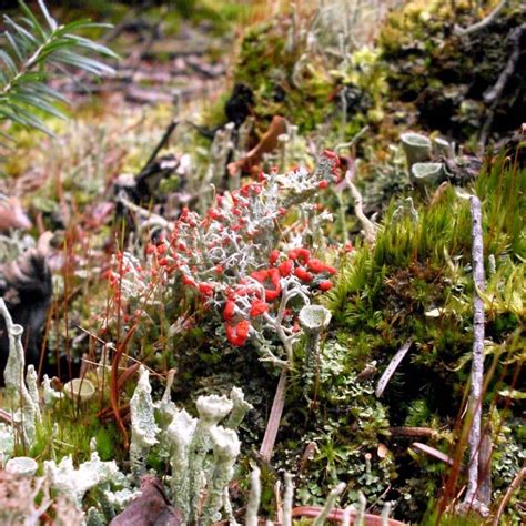 The Secret Life Of Lichens Cambridge Butterfly Conservatory