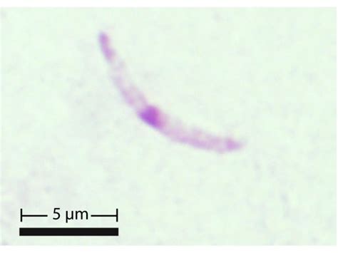 Plasmodium Malariae Sporozoites