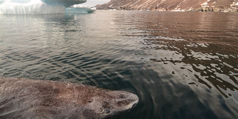 Mysterious Greenland Shark May Live Hundreds of Years, Scientists Say - WSJ