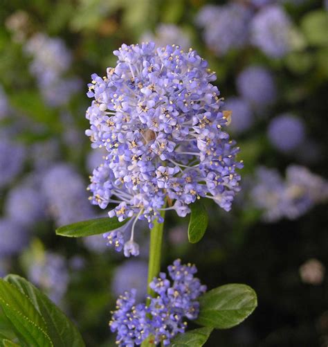 Blue Blossom Ceanothus Sparrowhawk Native Plants