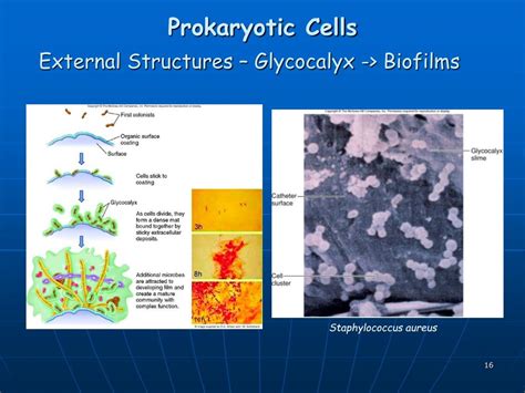 Ppt Prokaryotic Cells Powerpoint Presentation Free Download Id 6135450