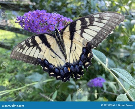 Beautiful Black And Yellow Swallowtail Butterfly Stock Image Image Of Garden Flower 287925261