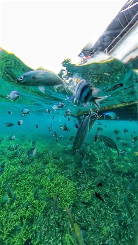 Leka Snorkeling Dengan Penyu Di Pulau Redang Ini Itinerary Hari