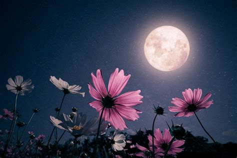 Pleine Lune Pourquoi Parle T On De Lune Rose Pour Celle Du Mois D