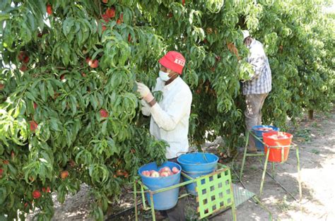 Alertan de pérdidas de fruta dulce muy importantes en Lleida y en otras