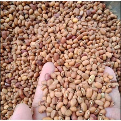 Jual 100 150 Biji Benih Kacang Tolo Kacang Tunggak Super Unggul