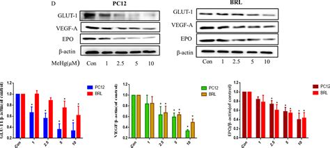 Differential Susceptibility Of PC12 And BRL Cells And The Regulatory